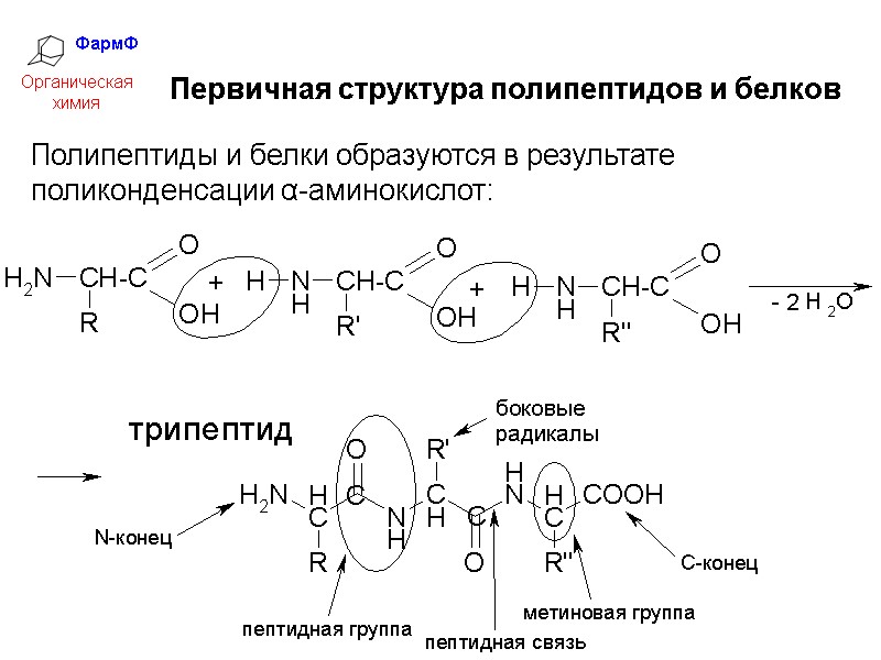 ФармФ  Органическая химия Полипептиды и белки образуются в результате поликонденсации α-аминокислот: Первичная структура